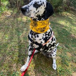 Pepper wearing a harness we bought from the store and a beautiful handmade scarf