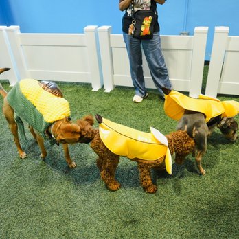 Pawsible - Daycare - Pet Training Near Me - Los Angeles, California Pawsible - Daycare - Pet Training Near Me - Los Angeles, California