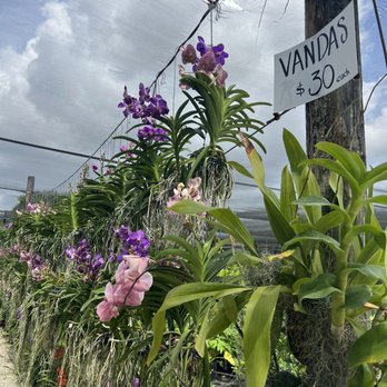 Sunset Nursery - Vanda orchids - Nurseries & Gardening Near Me - Miami, Florida