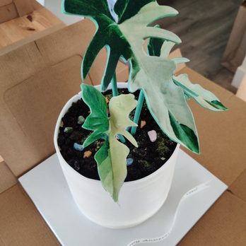 DH Cake Studio - Plant cake - Cupcakes Near Me