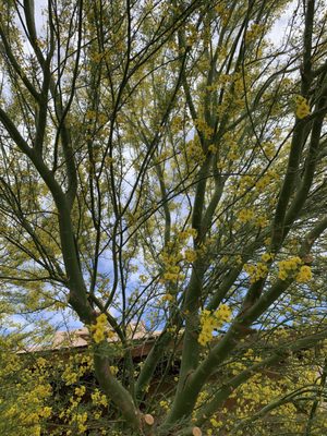 Lajitas Golf Resort by null