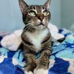 Huntersville Veterinary Clinic