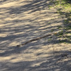 Dripping Cave - Saw a snake on the trail!