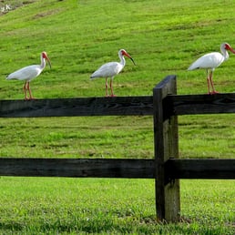 Ibises stand in line on a wooden fence.