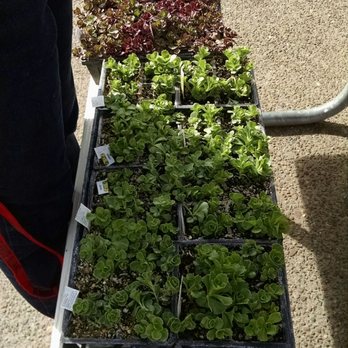 Rochester Public Market - Succulents for the living wall - Public Markets Near Me - Rochester, New York Rochester Public Market - Succulents for the living wall - Public Markets Near Me - Rochester, New York