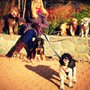 Photo of Pups and Pals Pet Care