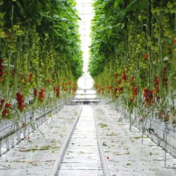 Hermanns Integrierter Tomatenanbau - Im Gewächshaus