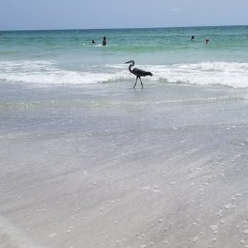 Indian Shores Beach - A beautiful Egret strolling on the beach - Beaches Near Me Indian Shores Beach - A beautiful Egret strolling on the beach - Beaches Near Me