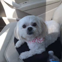 Napa Auto Parts - My dog, George was satisfied with the service