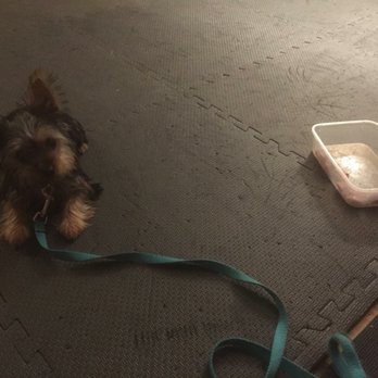 Happy Pup Manor - Ignoring a tempting container of treats as she was told! (While in training at Gabby's) - Pet Training Near Me - Grayslake, Illinois Happy Pup Manor - Ignoring a tempting container of treats as she was told! (While in training at Gabby's) - Pet Training Near Me - Grayslake, Illinois
