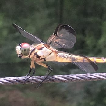 Brookgreen Gardens - Look at all the detail of this dragon fly - Museums Near Me - Murrells Inlet, South Carolina Brookgreen Gardens - Look at all the detail of this dragon fly - Museums Near Me - Murrells Inlet, South Carolina