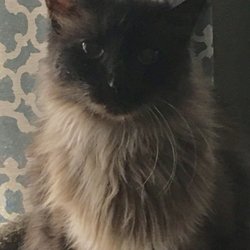 Mayan Ink Tattoos - My cat that has passed and the tattoo is she.
