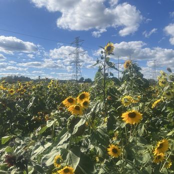 Ward's Berry Farm - Sunflower maze - Delis Near Me - Sharon, Massachusetts