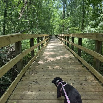 Big Cypress Tree State Park - boardwalk - Hiking Near Me - Greenfield, Tennessee