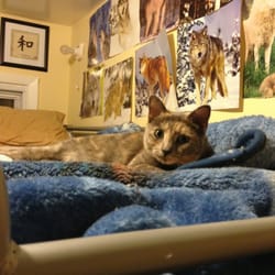 Island Rescue - Eliece a few months after being spayed- no complications. Quick, easy, and back to herself the next day.