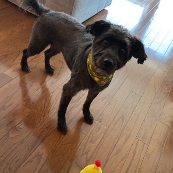 Tucker Pup's Pet Resort - My dog - Pet Training Near Me - Chicago, Illinois