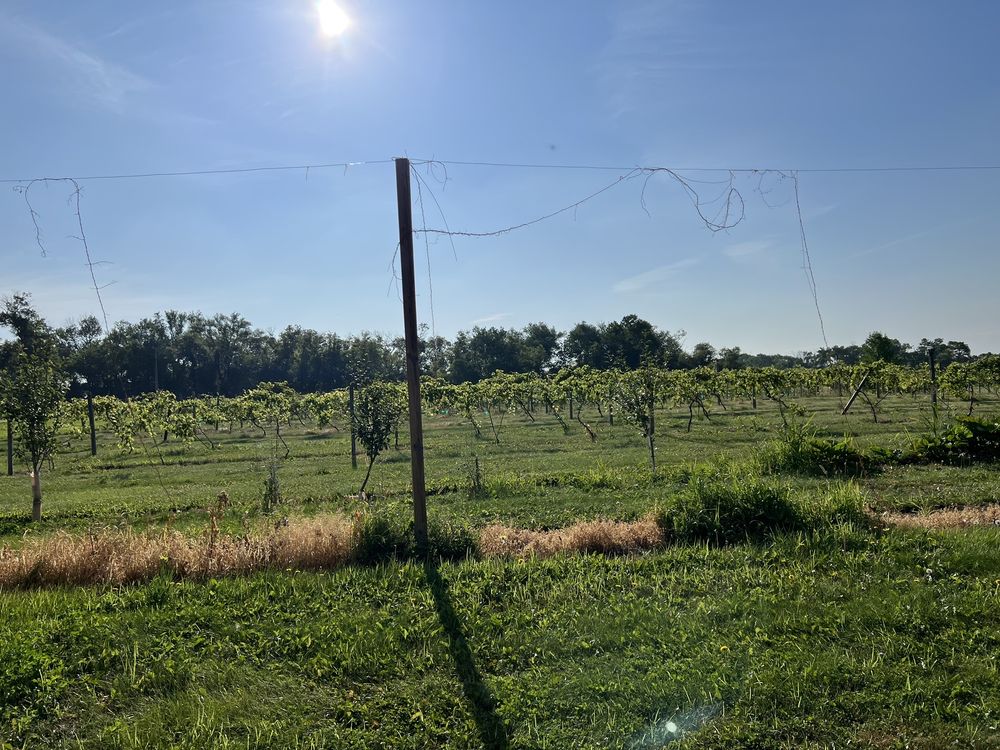 Red Trail Vineyard - vineyard in Buffalo, ND