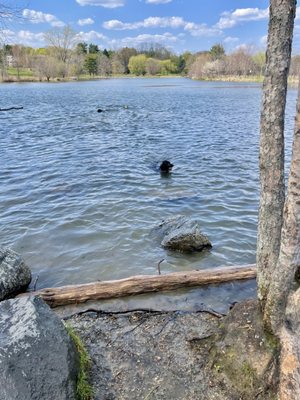 Fresh Pond by null