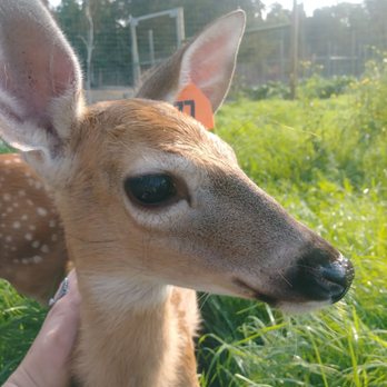 Deer Ranch - Amusement Parks Near Me - Saint Ignace, Michigan Deer Ranch - Amusement Parks Near Me - Saint Ignace, Michigan