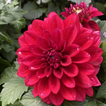 Dee's Nursery & Florist the Inc - Nurseries & Gardening Near Me - Oceanside, New York