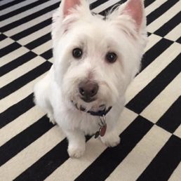 PeeWee looking amazing because of the Hound Lounge