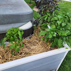 Coppola's Garden Center - Coppolas plant on the left, and a Carolina Reaper plant on the right. The disease on the Coppola's plant has spread to the reaper