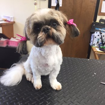 Debbie's Grooming - Pet Groomers Near Me - Salem, Oregon