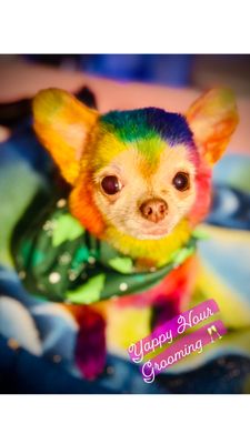 Yappy Hour Dog Grooming