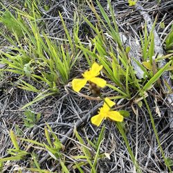 Yellow-eyed grass? (Xyris genus)