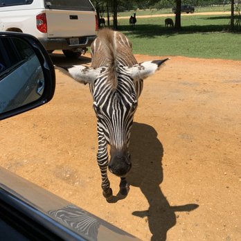 Alabama Safari Park - Here they come!!!! - Zoos Near Me - Hope Hull, Alabama