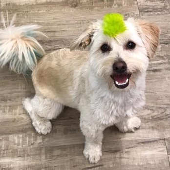 Tail Waggin' Adventures - Pet Training Near Me - Pullman, Washington