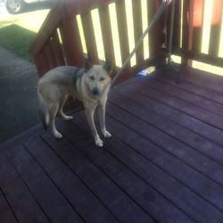 Montgomery Humane Society - I had the kittens about 4 months now the the puppy about 6 months