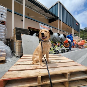 Black Collar Dog Training - Distraction work! - Pet Training Near Me