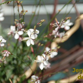 Jen Szabo Design - white flowers in a vase - Landscape Architects or Designers Near Me Jen Szabo Design - white flowers in a vase - Landscape Architects or Designers Near Me