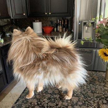 A Passion For Pets - Before haircut - Pet Groomers Near Me - Gilbert, Arizona