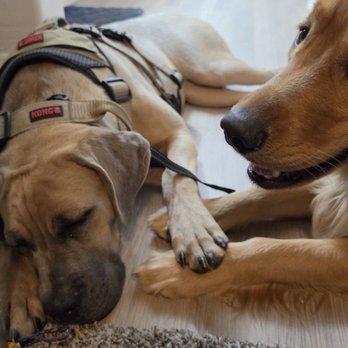 Safe Haven Pet Boarding - Her best friend at Safe Haven! - Pet Boarding Near Me - Phoenix, Arizona