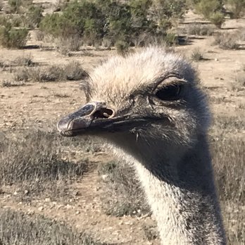 Ostrichland USA - You can get very close to them. - Attraction Farms Near Me - Solvang, California Ostrichland USA - You can get very close to them. - Attraction Farms Near Me - Solvang, California