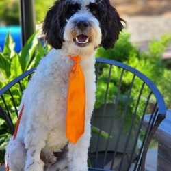 For The Love Of Dog - Bash is ready to go home!