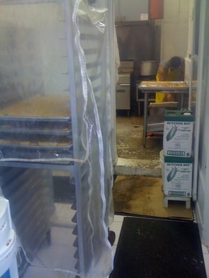 Phoenix Bean by null