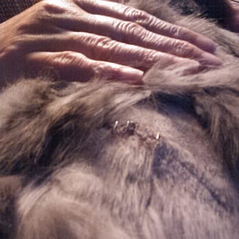 TLC Mobile Pet Grooming - My cat after being groomed by Gail from TLC Mobile Pet Grooming. - Pet Groomers Near Me