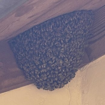 AA-Beekeeper - Up close - Pest Control Near Me