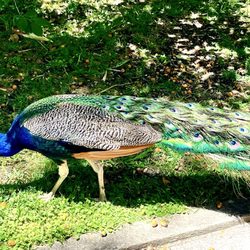 Jardim Botânico Tropical - One of the many peacocks and peahens.