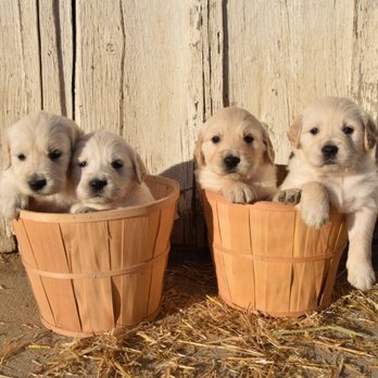 SNL Farms - Pet Breeders Near Me - Greeley, Colorado SNL Farms - Pet Breeders Near Me - Greeley, Colorado