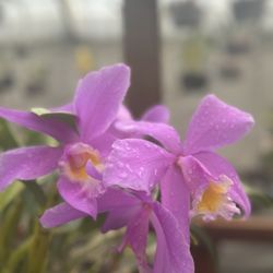 Let's Talk Plants at The TIny Jungle