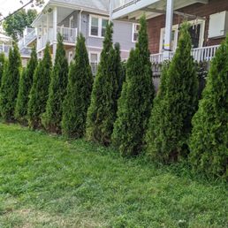 a row of trees in front of a house