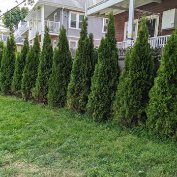 Earth Stone and Water - a row of trees in front of a house - Landscaping Near Me