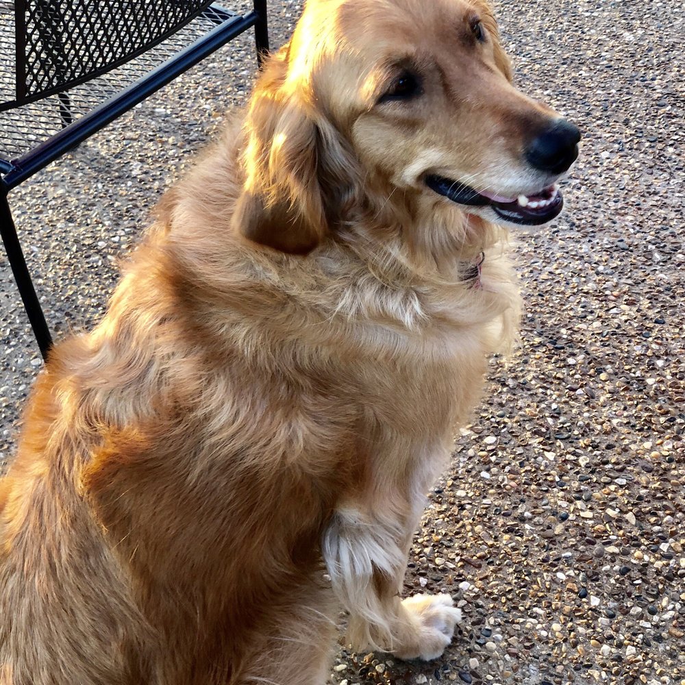 The Quarry - "Hops" the Golden Retriever - Wine Bars Near Me - Wentzville, Missouri The Quarry - "Hops" the Golden Retriever - Wine Bars Near Me - Wentzville, Missouri