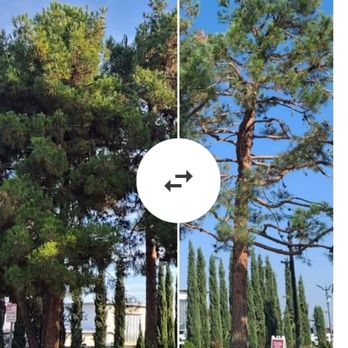 Hdz Tree Services - Tree Services Near Me - Fresno, California