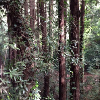 Joaquin Miller Park - Parks Near Me - Oakland, California