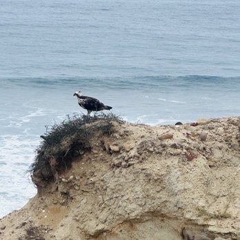 Torrey Pines State Reserve - Parks Near Me - La Jolla, California Torrey Pines State Reserve - Parks Near Me - La Jolla, California